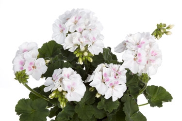 Summer Idols Variety Thumbnail White Blush.jpg